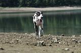 DOGUE ALLEMAND 115